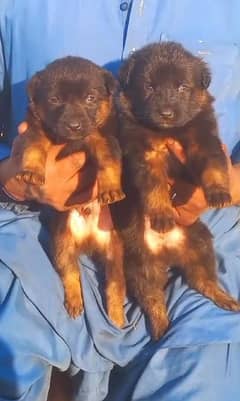 German Shepherd pair for sale / German Shepherd papies for sale