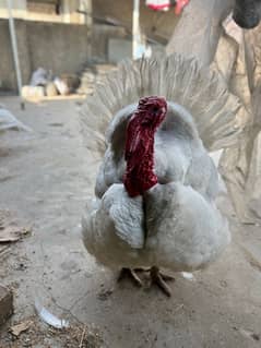 Turkey available for sale