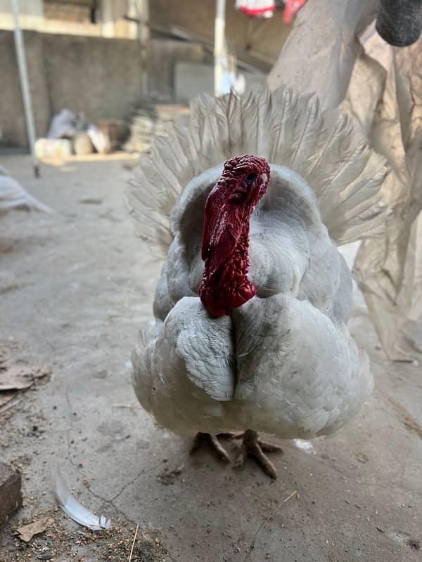 Turkey available for sale 0