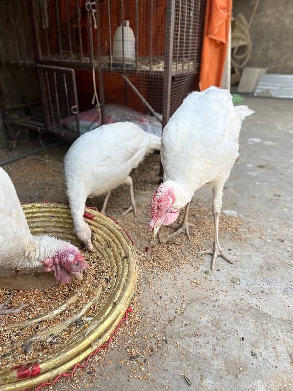 Turkey available for sale 1