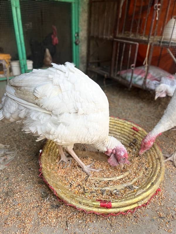 Turkey available for sale 2