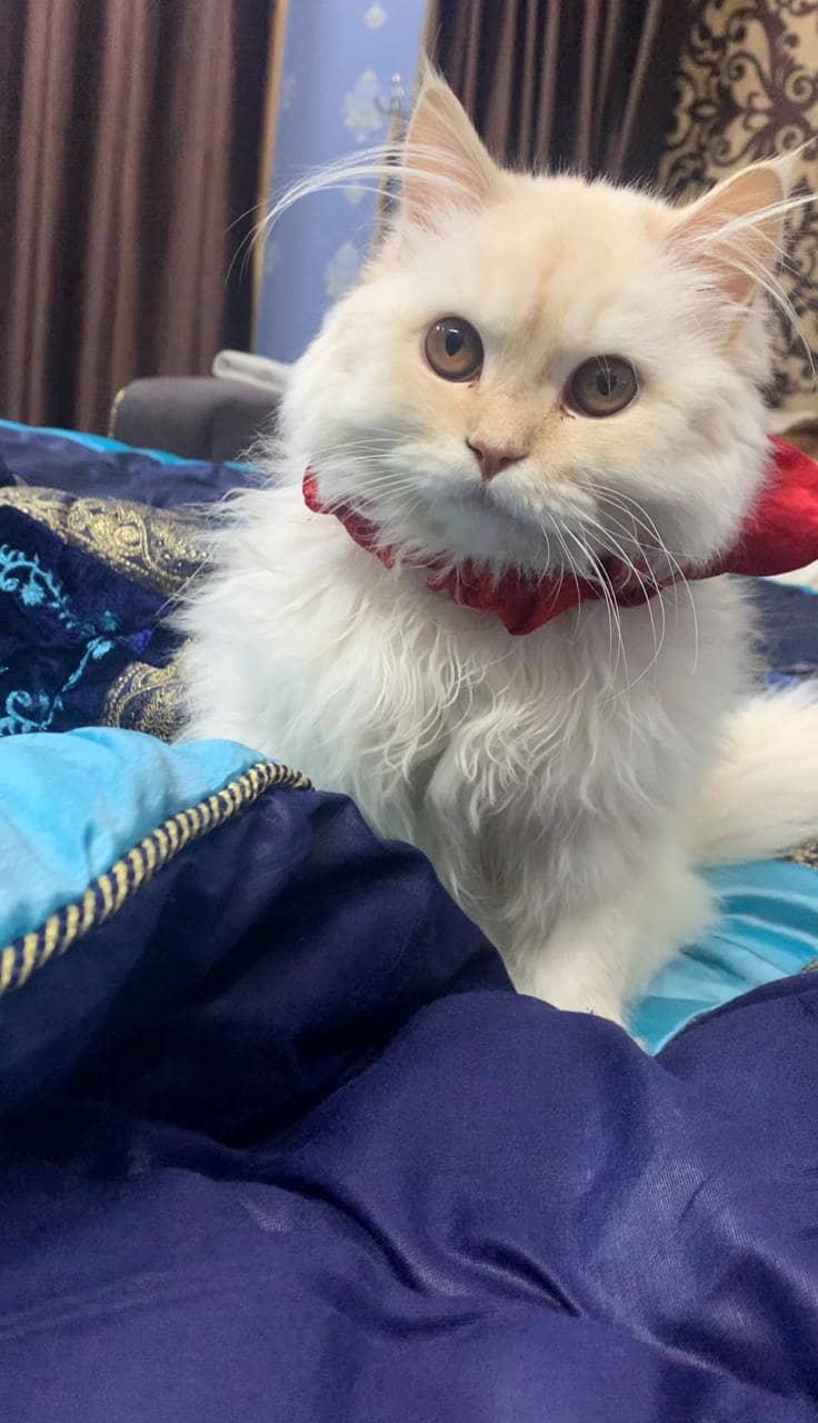 Male Persian kitten for sale. Whatsapp 03427048003 1