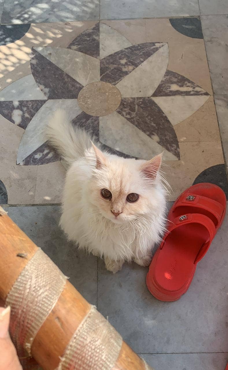 Male Persian kitten for sale. Whatsapp 03427048003 2