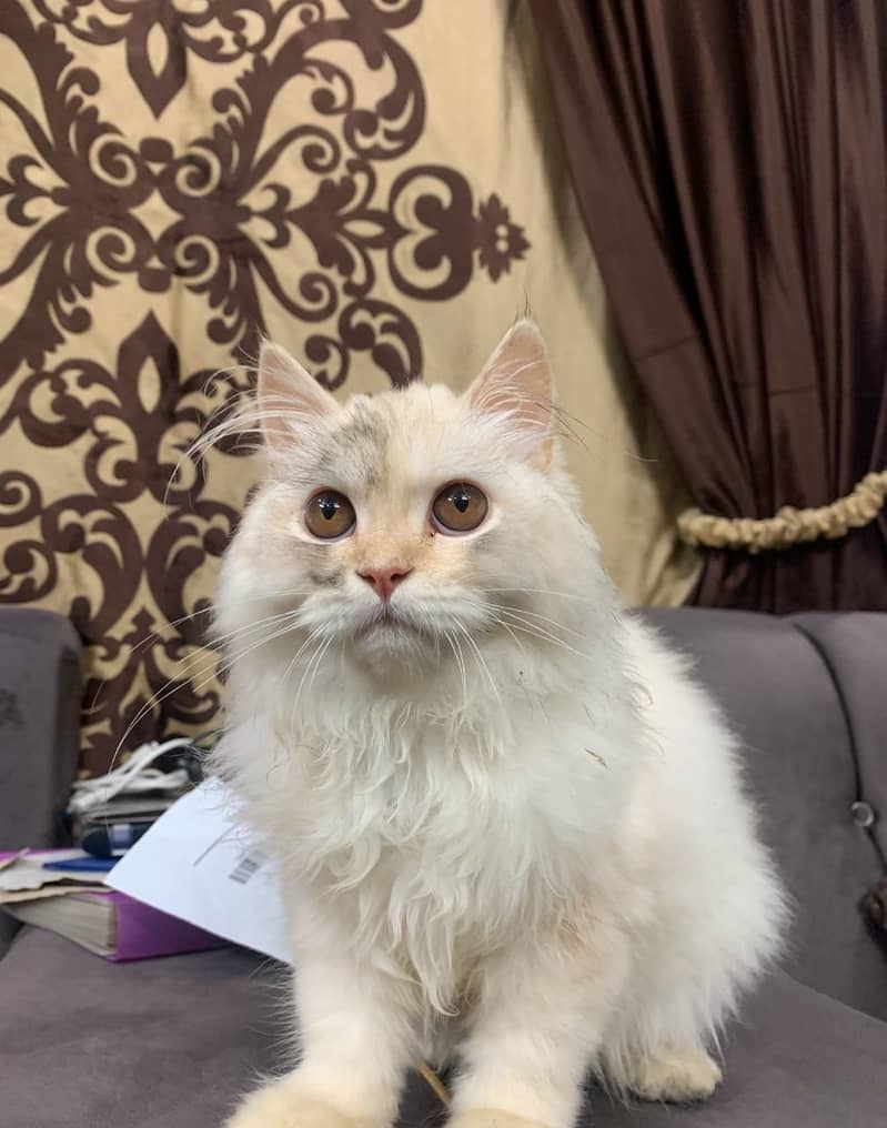 Male Persian kitten for sale. Whatsapp 03427048003 3