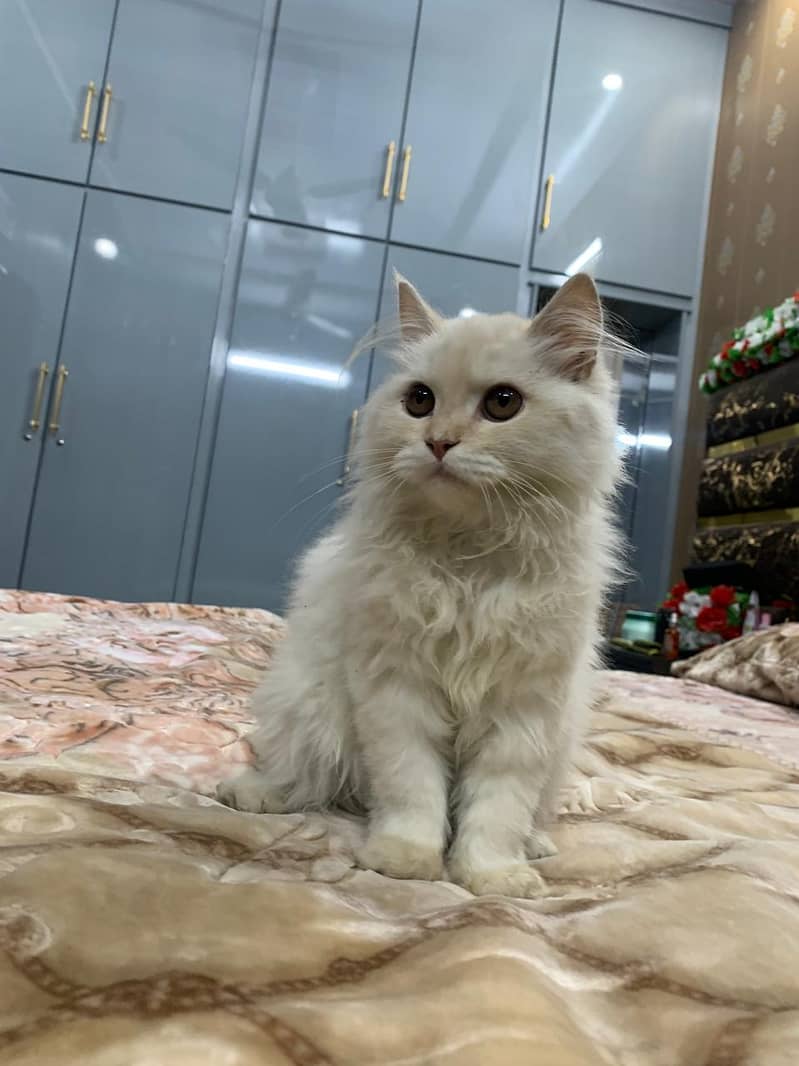 Male Persian kitten for sale. Whatsapp 03427048003 4