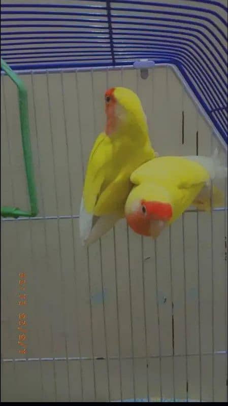 ADULT PAIR FOR SALE 3