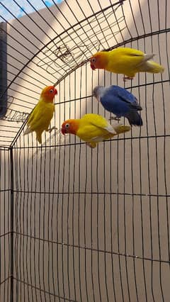 Love Bird Lutino Personata Split Lovebirds