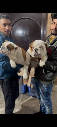 IMPORTED BRITISH BULLDOG PUPPIES AVAILABLE FOR SALE