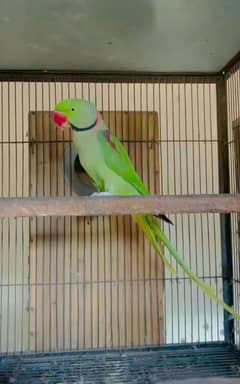 raw parrot for sale Only WhatsApp number03410720347