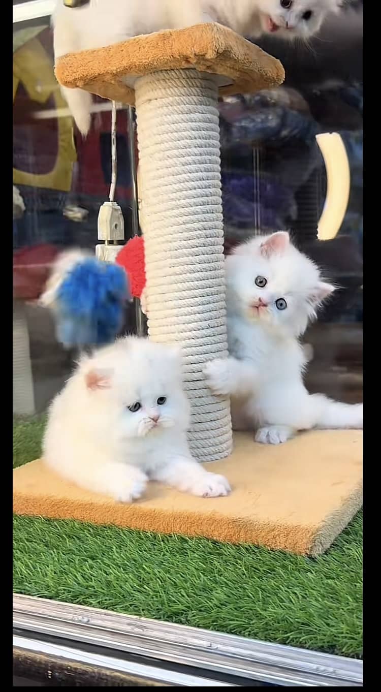 persain kittens 1