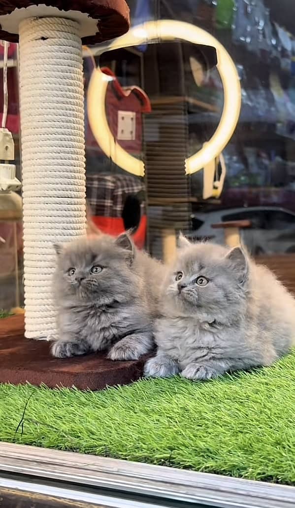 persain kittens 2