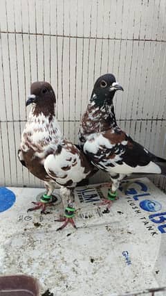 Peshori kabra or Bhabra Sherazi pair pigeon Kabutar kabootar kabotar