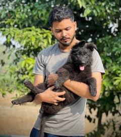 Black shepherd Puppy | Puppy | Dog for sale