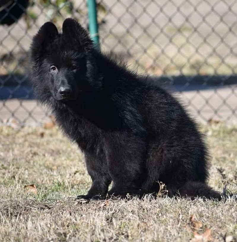 Black shepherd Puppy | Puppy | Dog for sale 1