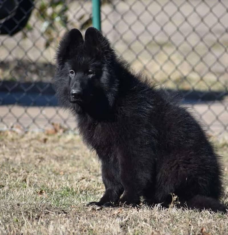 Black shepherd Puppy | Puppy | Dog for sale 2