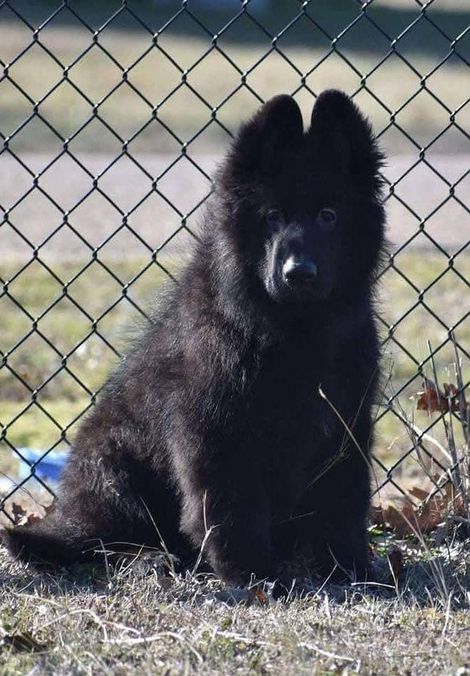 Black shepherd Puppy | Puppy | Dog for sale 3