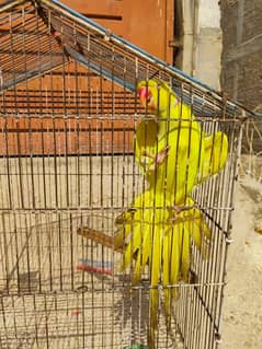 Yellow Ringneck Breeder Male & 08 Portion Cage