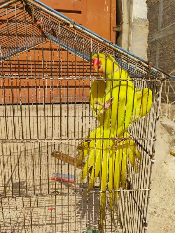 Yellow Ringneck Breeder Male & 08 Portion Cage 0