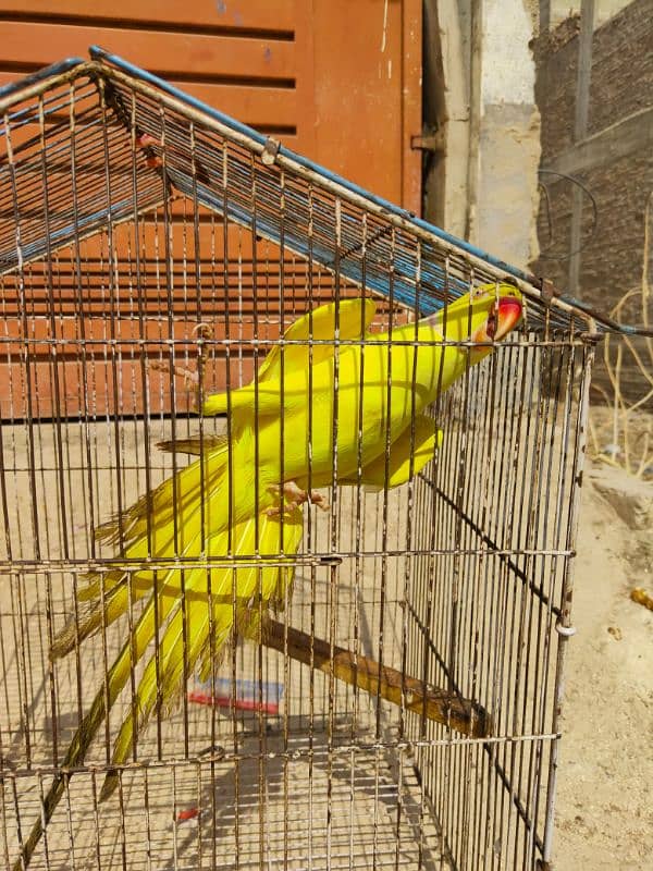 Yellow Ringneck Breeder Male & 08 Portion Cage 1