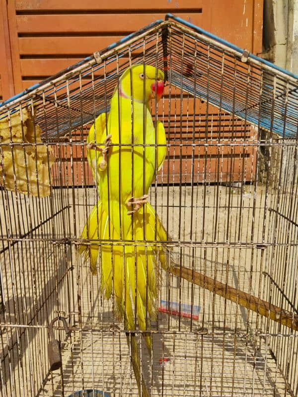 Yellow Ringneck Breeder Male & 08 Portion Cage 2