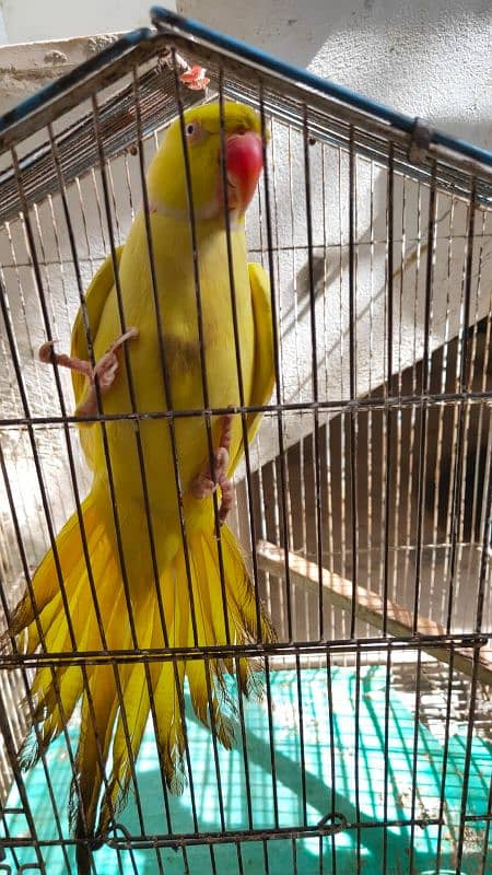 Yellow Ringneck Breeder Male & 08 Portion Cage 3