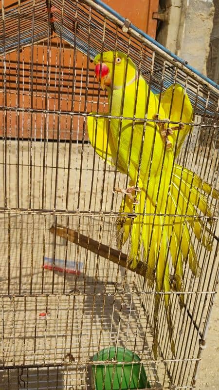 Yellow Ringneck Breeder Male & 08 Portion Cage 4