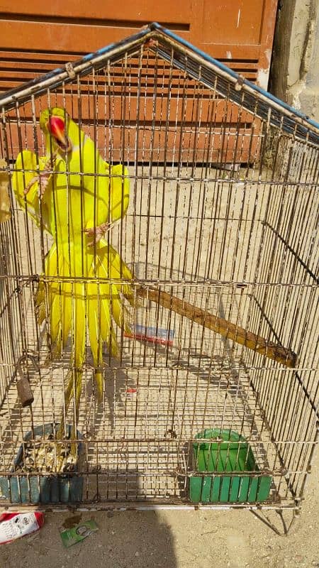 Yellow Ringneck Breeder Male & 08 Portion Cage 5