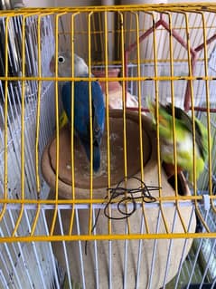 love birds for sale / green parrots /- 03461809478