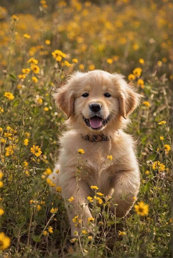 Golden Retriever | Puppy | Dog for sale 2