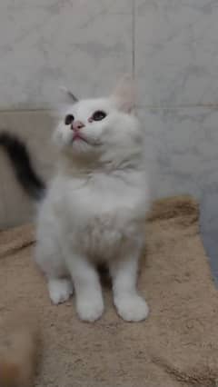 white  Persian male kitten