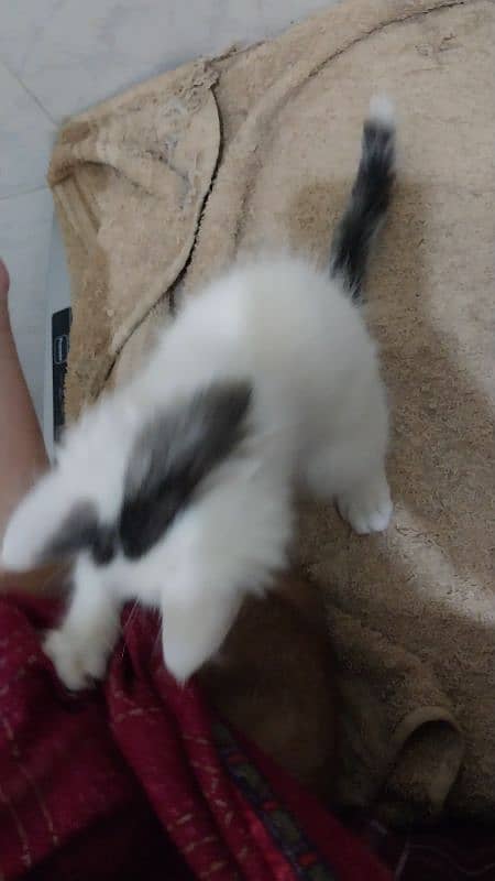 white  Persian male kitten 1