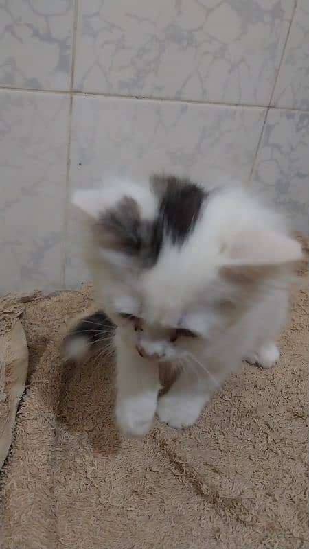 white  Persian male kitten 2