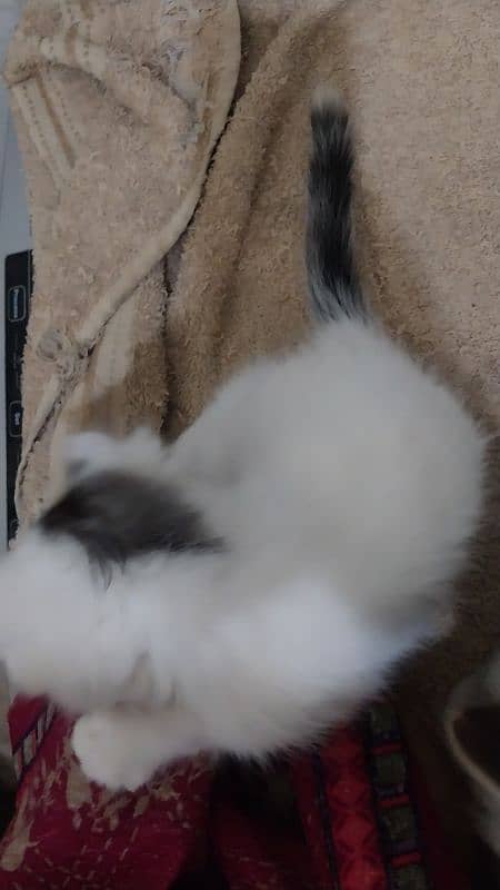 white  Persian male kitten 3