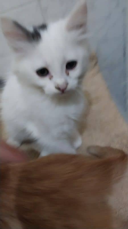 white  Persian male kitten 4