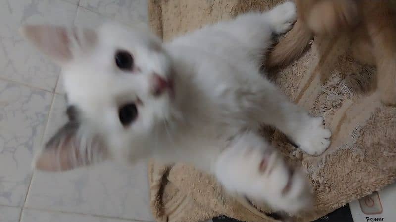 white  Persian male kitten 5