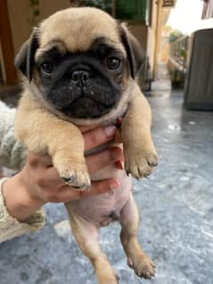 pug