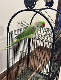 Raw jumbo size family parrot super tamed