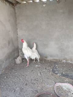 Healthy and Active Heera Aseel Pair for sale