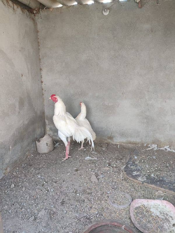 Healthy and Active Heera Aseel Pair for sale 0