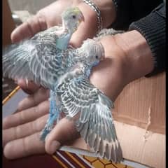 Australian Budgie Split Chicks best For Hand Tame