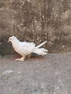 white frill back top quality female for sale