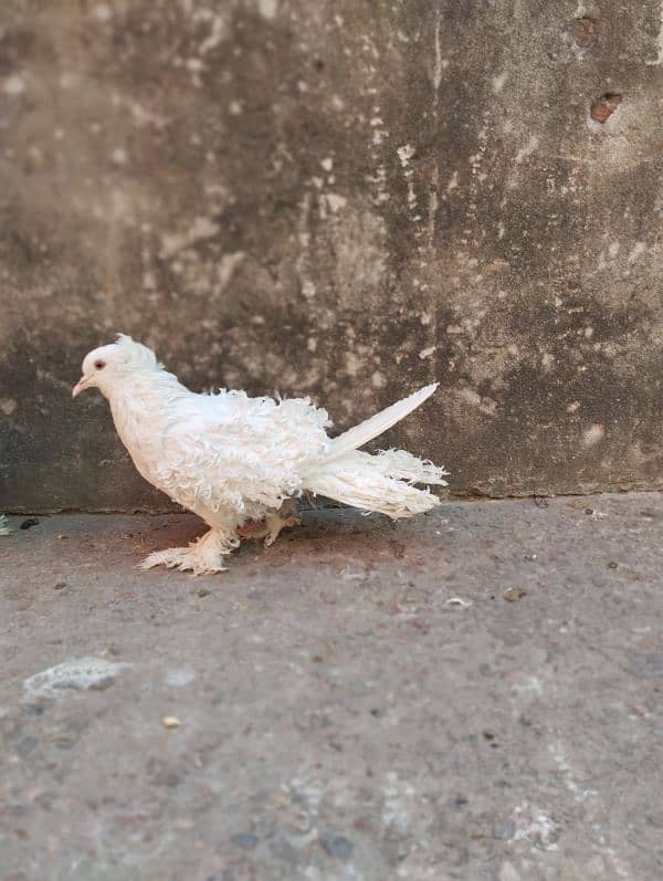 white frill back top quality female for sale 0