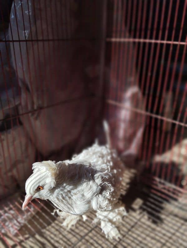 white frill back top quality female for sale 3