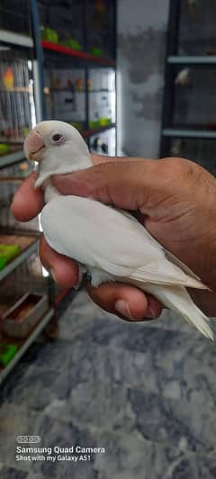 Albino red eyes | fishries | parblue | opline | parrot | love birds