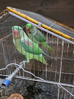 raw parrot pair