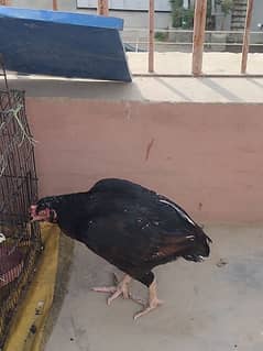 aseel pair lakha male and lasani female