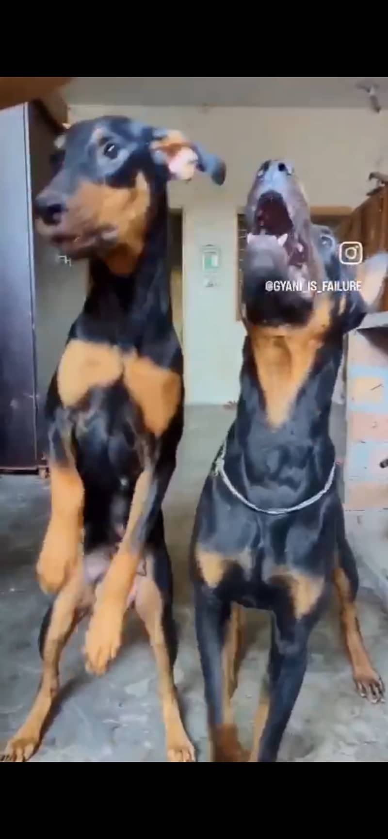 Doberman breeder pair for sale. Fully trained and very friendly. 3