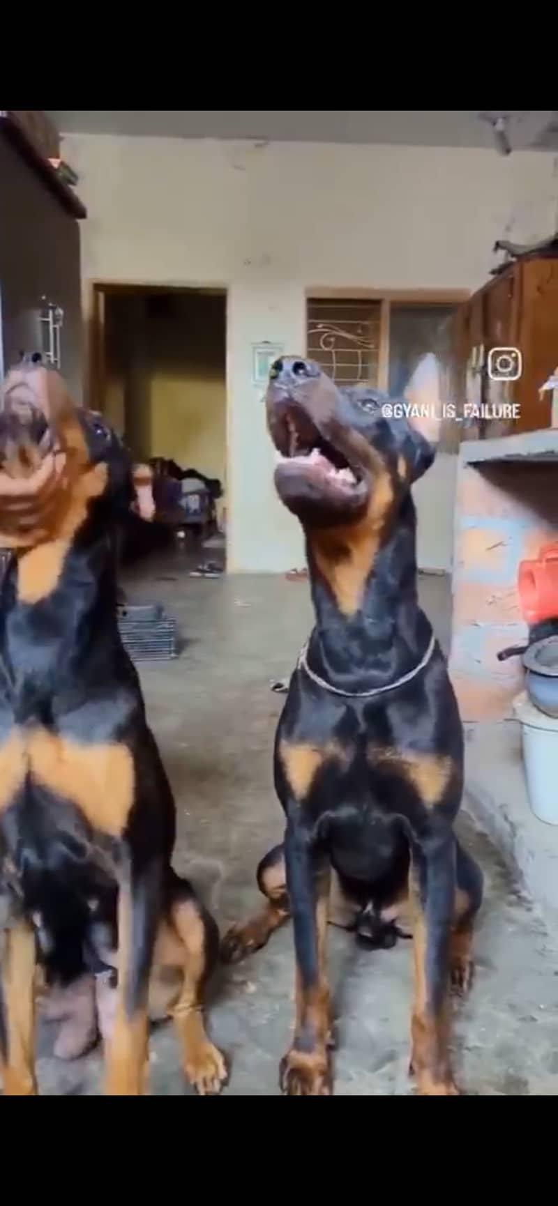 Doberman breeder pair for sale. Fully trained and very friendly. 4