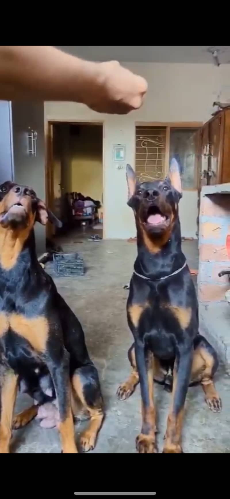 Doberman breeder pair for sale. Fully trained and very friendly. 7