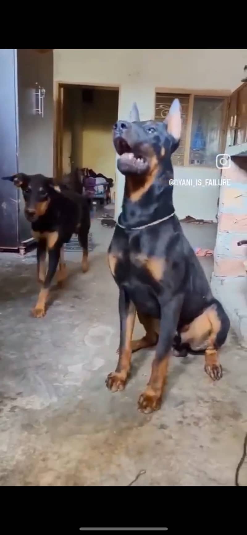 Doberman breeder pair for sale. Fully trained and very friendly. 8